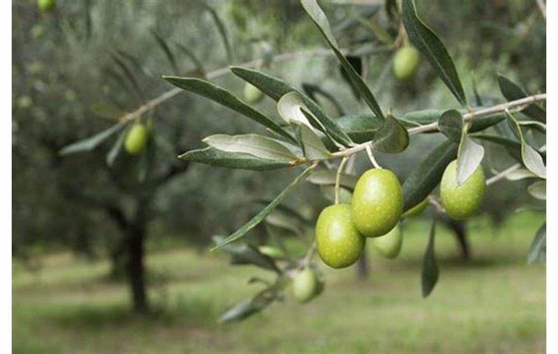 Zeytinyağı ağacı